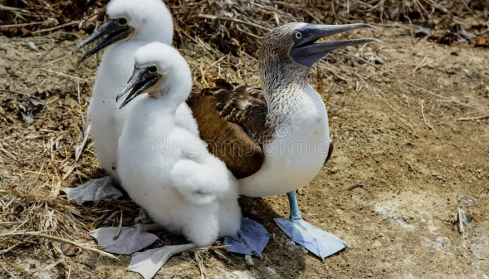Booby Day: A Complete Guide to Its Meaning, History, Celebrations, and Cultural Significance